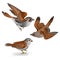 Little birds cub sparrow passer domesticus vintage set fifth vector