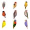 Little Birds Set, Amadin, Bullfinch, Canary, Parrot, Nightingale, Goldfinch, Budgerigar, Cute Home Pets Vector