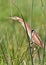 Little Bittern