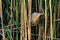 Little Bittern bird male in the reeds.