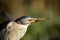 The little bittern or common little bittern Ixobrychus minutus, portait od the water bird