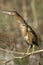 Little bittern / Ixobrychus minutus