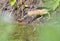 Little bittern, Ixobrychus minutus. The male bird stands on the shore of the pond and carefully peers into the water, waiting for