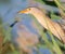 Little bittern, kioriki, Ixobrychus minutus. Bird hides in the reeds