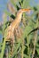 Little bittern, kioriki, Ixobrychus minutus. Bird hides in the reeds