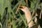 Little bittern, kioriki, Ixobrychus minutus. Bird hides in the reeds. Sings