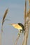 Little bittern, male / Ixobrychus