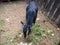 Little black baby goat Capra aegagrus hircus eating green grass in the animal yard