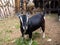 Little black baby goat portrait Capra aegagrus hircus with grass in its mouth.