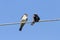 Little black birds swallows sitting on wires open beaks