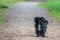 Little black Bolonka dog stands on a path