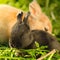 Little black bunnie and big orange rabbit resting on the grass