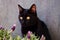 Little black cat snifing lavender plant. Spring gardening concept