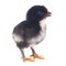 Little black chick with open beak isolated