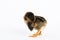 little black chicken isolated on white background,Chicks just born