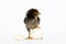 little black chicken  on white background,Chicks just born