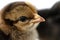 little black chicken  on white background,Chicks just born