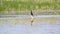 Little black cormorant in Danube Delta on a stump