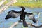 Little Black Cormorant drying in the sun in Kakadu