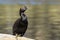 Little Black Cormorant / Little Black Shag in Australasia