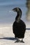 Little Black Cormorant (Phalacrocorax sulcirostris)