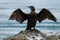 Little Black Cormorant - Phalacrocorax sulcirostris drying wings after diving for fish in Australia