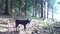 little black dog following a trace smell in the forest ground