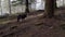 little black dog following a trace smell in the forest ground