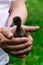 A little black duckling chick in the hands of a farmer