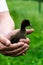 A little black duckling chick in the hands of a farmer