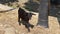 Little black goat begging for food in a farm