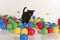 Little black kitten playing with colorful balls