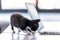 Little black kitten playing with the laptop cable at living room of house
