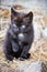 Little Black Kitten In A Stable