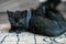 Little black kittens sleep on the floor. Pets concept