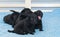 Little black Labradors