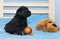 Little black Labradors