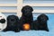 Little black Labradors