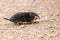 Little black mole talpa europaea on a road or dirt track crossing the street to his meadow and field to dig for insects