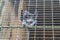 Little Black Monkey in a Zoo Cage: Captive Wildlife Photography