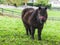 Little black pony on a green meadow.