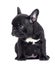 little black puppy breed French bulldog looks