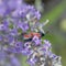 A little black and red butterfly, Zygaena carniolica, on the blossoms of lavender