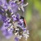 A little black and red butterfly, Zygaena carniolica, on the blossoms of lavender