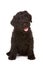 Little Black Russian Terrier Puppy on White Backgr