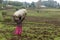 Little black rwandan girl standing in the field with a big crop