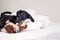 A little black Saluki puppy is lying in bed and playing with his teddy bear toy. Persian greyhound dog with long snout, floppy