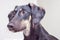 A little black saluki puppy is relaxing at home. Persian greyhound looking intensely away from camera with her big brown eyes.