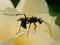 Little Black Spider Wasp