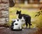 Little black and white funny kittens